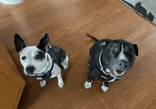 Packages Pricing The Calmer Dog