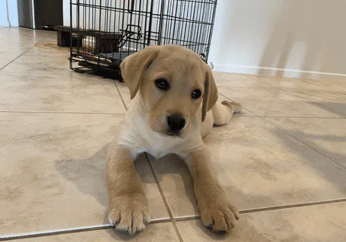 Puppy Day School Services The Calmer Dog
