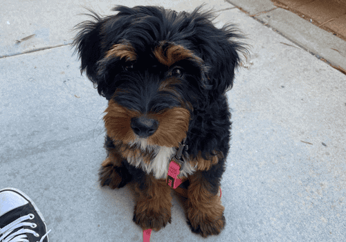 Trainer Walks Services The Calmer Dog