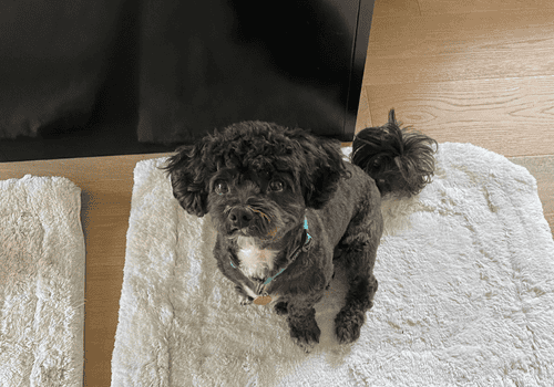 Virtual Training Services The Calmer Dog